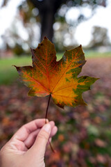 hand holding autumn leaf, autumn colours, orange, green, brown, red