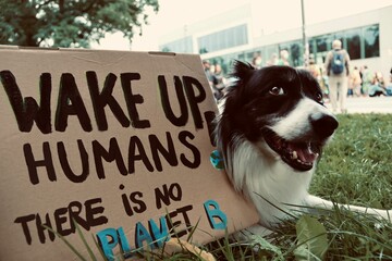 A Border Collie laying next to cardboard with the inscription 