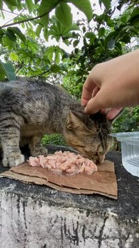 Vertical View Of A Hand Petting A Stray Cat Eating Tuna