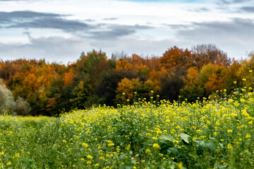 Naklejka premium jesienne drzewa kolory pomarańczy