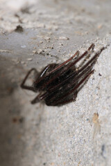 segestriidae black spider macro photo