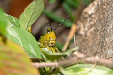 Locust in a caribbean rain forest