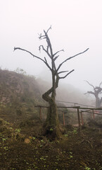 Old trees, big rocks and green plants in foggy day in National Reserve Lomas de Lachay, protected area in Lima Peru.