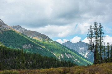 Atmospheric landscape with tall coniferous trees on pass with view to large mountain range in sunlight under cloudy sky. Lush forest on steep slope against high rocky mountains in changeable weather.