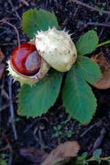 chestnut in autumn