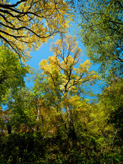 森で空を見上げる