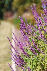 purple flowers at the garden