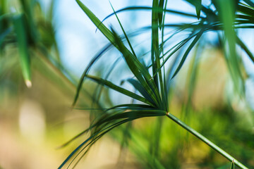 branches at the park