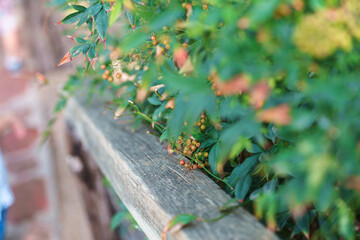 bridge rail in the park
