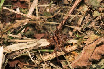 agelena labyrinthica spider macro photo