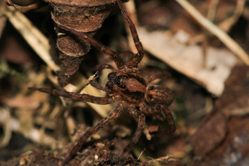 agelena labyrinthica spider macro photo