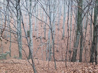 Autumn forest in Europe