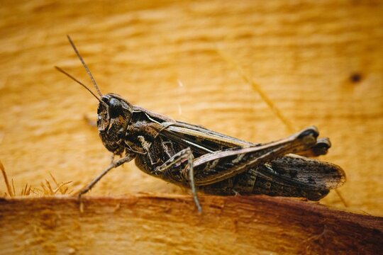 Closeup shot of an American grasshopper perched on a wooden surface in the daylight
