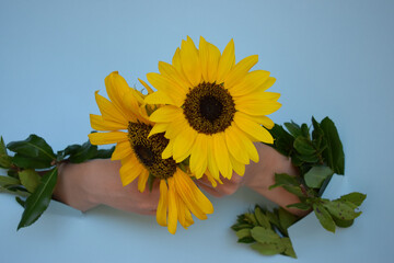 A young girl holds a sunflower, on a blue background