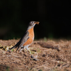 American Red Robin with a kill