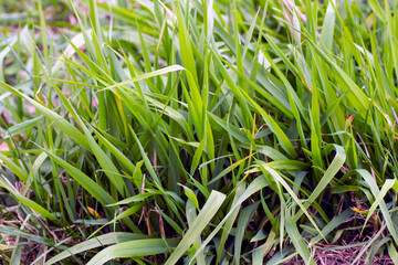 Zielone źdźbła trawy na łące
