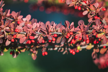Beautiful purple leaves on a branch of Berberis Thunbergii DC. on a sunny day in autumn. Selective...