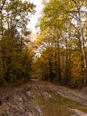Fototapeta premium autumn forest in the morning