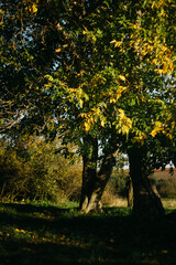 trees in the autumn garden