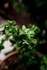 Ladybugs on Lemon Tree Leaves in San Diego