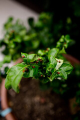 Ladybugs on Lemon Tree Leaves in San Diego