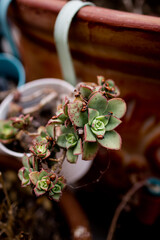 Ladybugs on Succulent Plant in San Diego