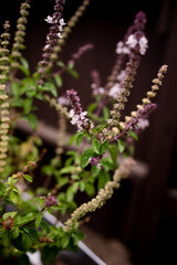 Bee Pollinating Lavender Plant in San Diego