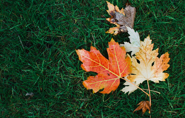 maple leaves on green grass in fall