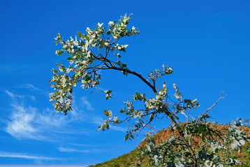 Gum tree with blue sky background