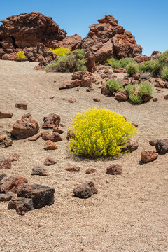 volcanic landscape with rocks and yellow endemic plants_Minas de