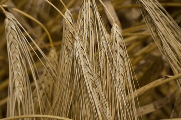 Concept of a rich harvest. Agriculture image