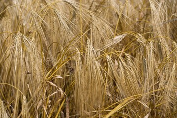 The concept of planting and harvesting a rich harvest.