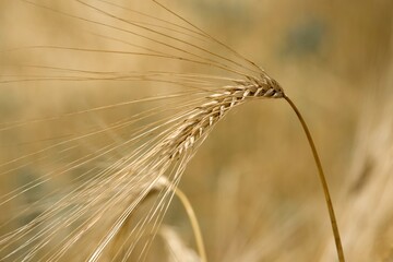 golden ears of wheat against the background of a field