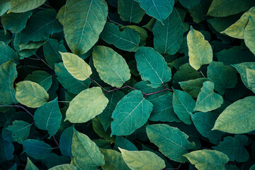green plant leaves in spring season, green background