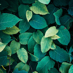 green plant leaves in spring season, green background