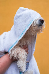 White towel on a little furry dog on yellow background