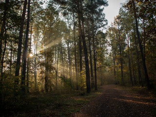 autumn forest in the morning
