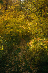 the road through the autumn forest