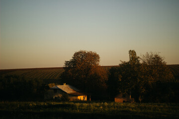 trees in the autumn garden