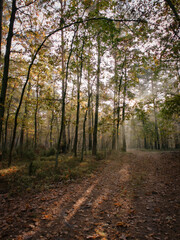 Fototapeta premium autumn forest in the morning