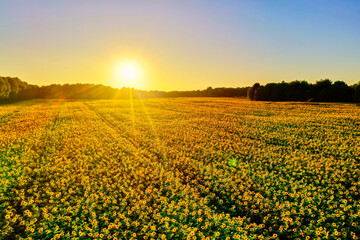 Field of beautiful yellow blooming sunflowers during sunset