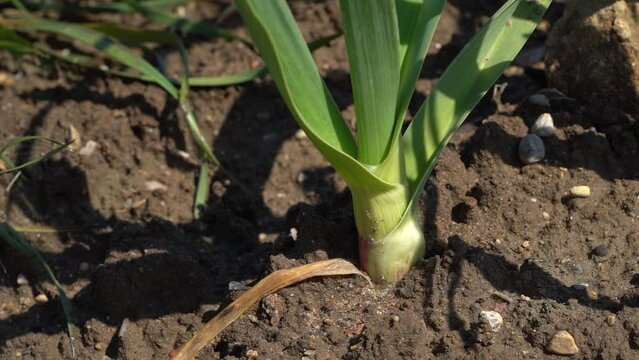 Young Green Garlic Plants In The Field On Sunny Daytime. Close Up