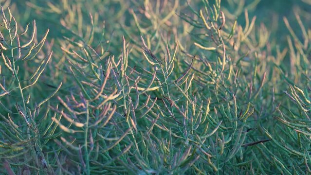 Close up Of Blooming Rapeseed Field In Sunset