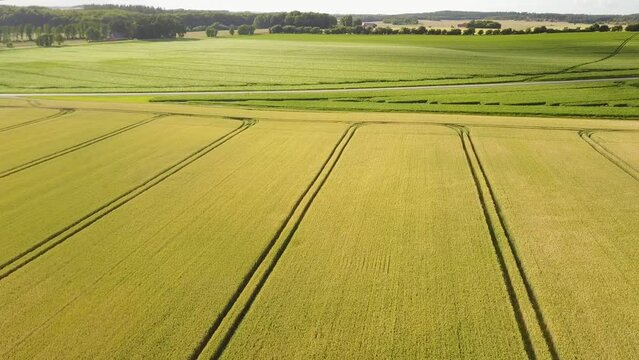 Panorama Of Wheat Fields Along With Country Road In Countryside.