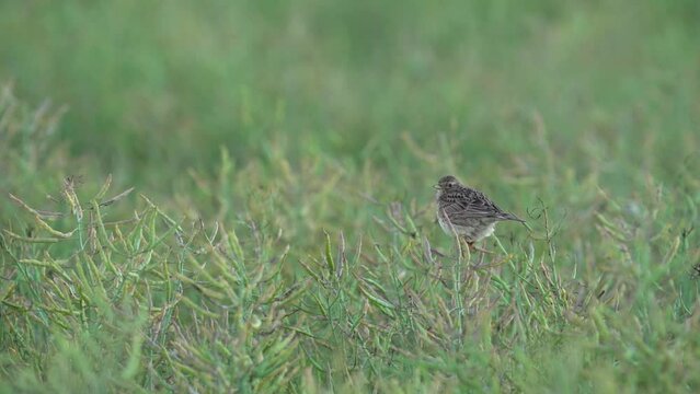 Eurasian skylark On Rapeseed Fly Off Slow Motion
