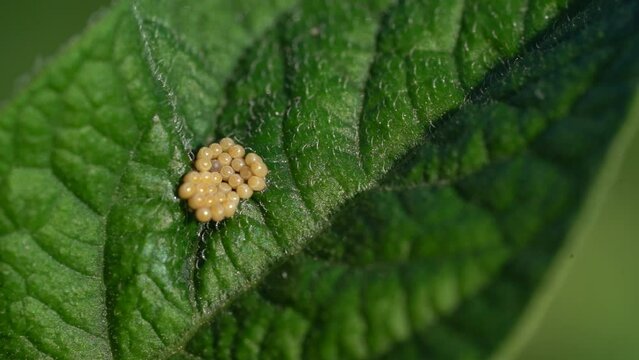 Eggs on green leaf. Pests in garden plots. Farmer checking plants