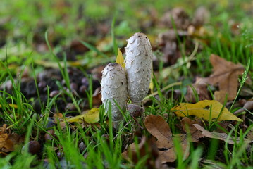 White mashrooms at the edge of the field