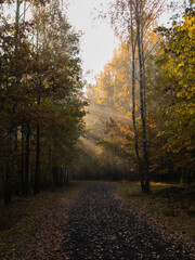 Fototapeta premium autumn in the park