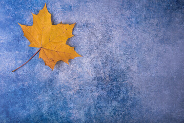 Yellow autumn leaf on blue concrete background.