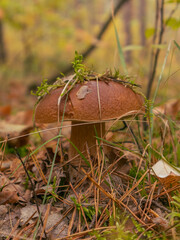 orange cap boletus
